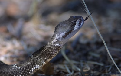 Deadly Snakes Strike California: A Rising Threat